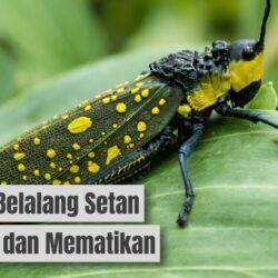 Waspada! Ini Ciri-Ciri Belalang Setan Beracun yang Mematikan