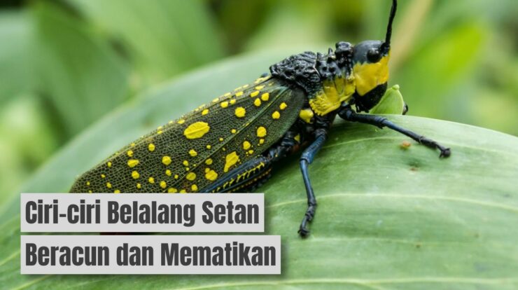 Waspada! Ini Ciri-Ciri Belalang Setan Beracun yang Mematikan