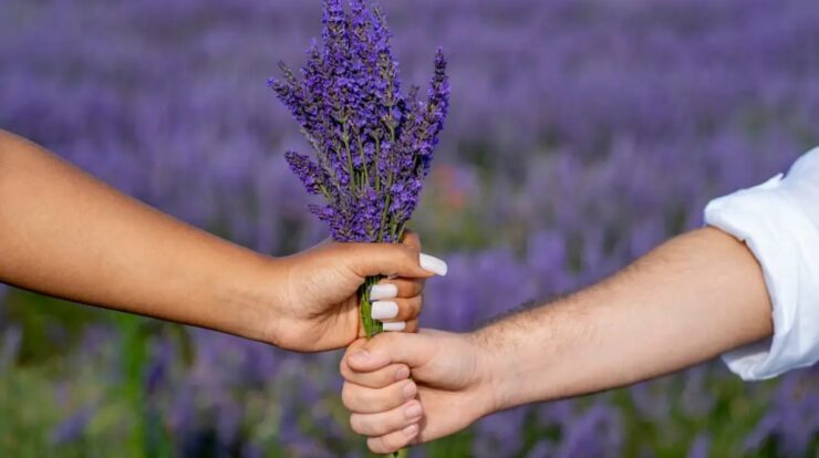 Lavender Marriage Viral di Medsos! Ternyata Ini Artinya